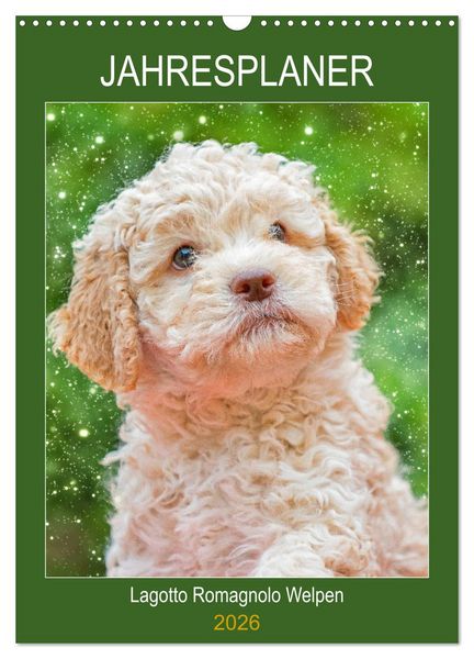 Jahresplaner Lagotto Romagnolo Welpen (Wandkalender 2026 DIN A3 hoch), CALVENDO Monatskalender