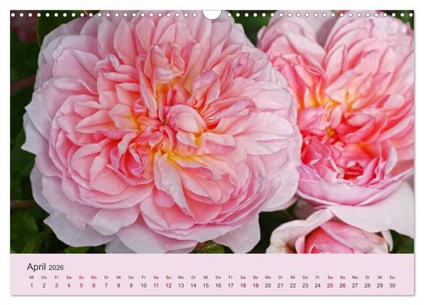 Produktbild: Rosen Reigen im Garten (Wandkalender 2026 DIN A3 quer), CALVENDO Monatskalender