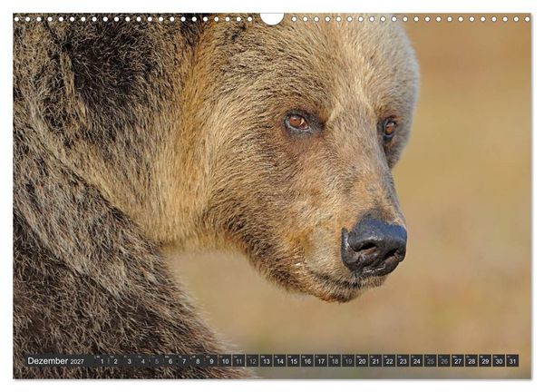 Produktbild: Magie des Augenblicks - B&auml;ren in nordischen W&auml;ldern (Wandkalender 2027 DIN A3 quer), CALVENDO Monatskalender