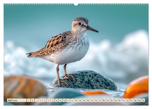 Produktbild: Strandl&auml;ufer - immer flink unterwegs (Wandkalender 2026 DIN A2 quer), CALVENDO Monatskalender