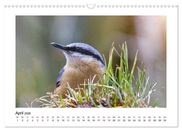 Produktbild: Flinke Kleiber (Wandkalender 2026 DIN A3 quer), CALVENDO Monatskalender