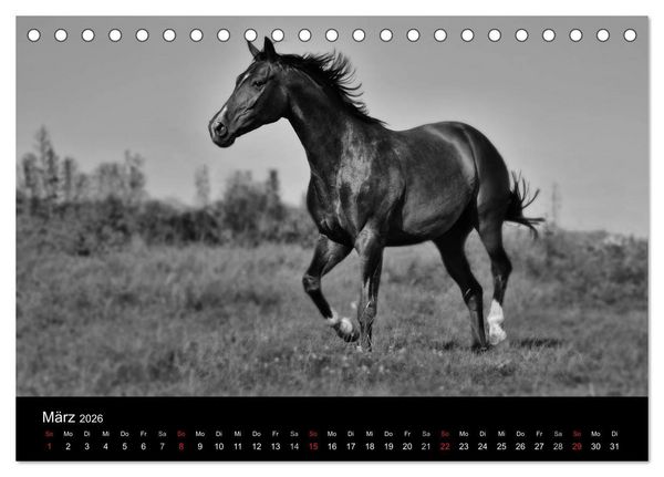 Produktbild: Pferde 2026 Wild Thing (Tischkalender 2026 DIN A5 quer), CALVENDO Monatskalender