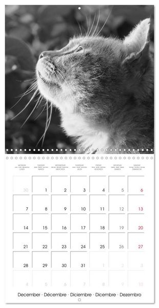 Produktbild: Black and white cat whispers (Wall Calendar 2026 12 &times; 12 Inch) CALVENDO 12 Month Wall Calendar