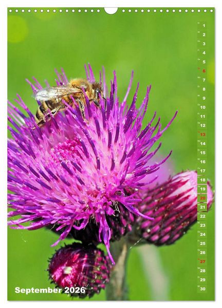 Produktbild: Blossom Love, von Bienen und Hummeln (Wandkalender 2026 DIN A3 hoch), CALVENDO Monatskalender