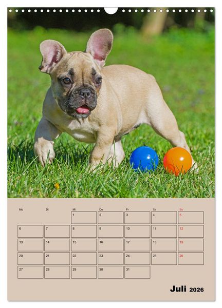 Produktbild: Jahresplaner Franz&ouml;sische Bulldogge (Wandkalender 2026 DIN A3 hoch), CALVENDO Monatskalender