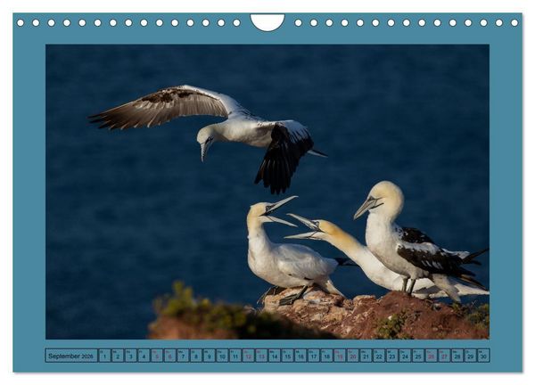 Produktbild: Helgoland und seine Basst&ouml;lpel (Wandkalender 2026 DIN A4 quer), CALVENDO Monatskalender