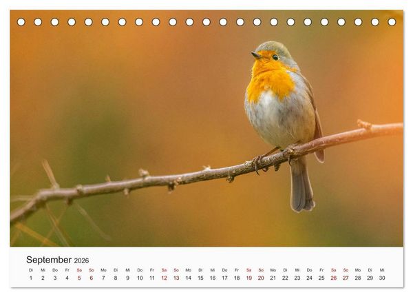Produktbild: V&ouml;gel - Die K&ouml;nige der L&uuml;fte (Tischkalender 2026 DIN A5 quer), CALVENDO Monatskalender