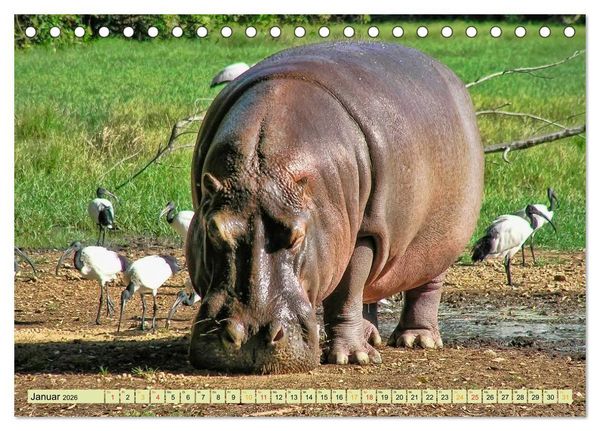 Produktbild: Flusspferde - gem&uuml;tlich gef&auml;hrlich (Tischkalender 2026 DIN A5 quer), CALVENDO Monatskalender