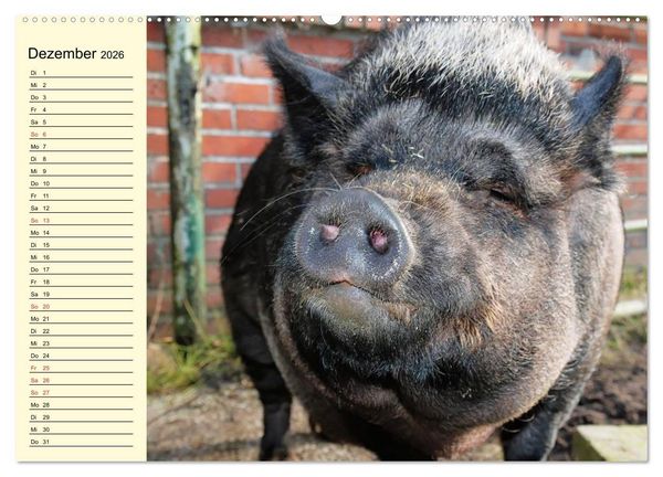 Produktbild: Von S&auml;uen die Schwein haben! (hochwertiger Premium Wandkalender 2026 DIN A2 quer), Kunstdruck in Hochglanz