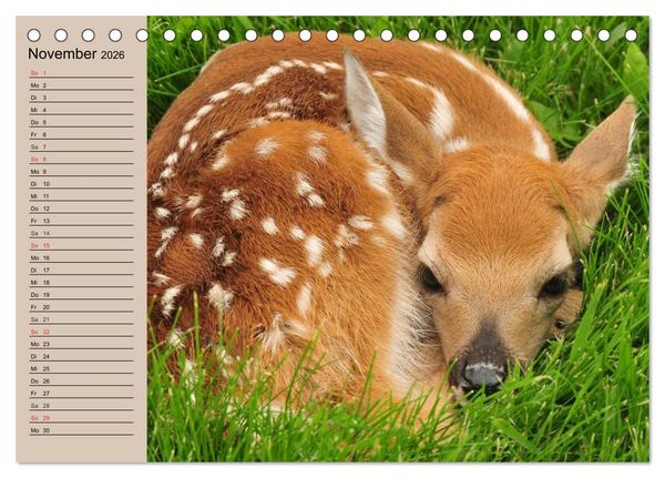 Produktbild: Rotwild. Edle Hirsche, stolze K&uuml;he (Tischkalender 2026 DIN A5 quer), CALVENDO Monatskalender