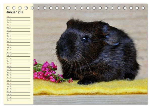 Produktbild: Meerschweinchen. Geliebte Nager (Tischkalender 2026 DIN A5 quer), CALVENDO Monatskalender
