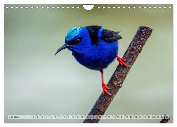 Produktbild: Phantastische Vogelwelt Costa Rica (Wandkalender 2026 DIN A4 quer), CALVENDO Monatskalender