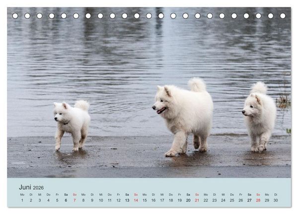 Produktbild: Samojeden - Liebenswerte Fellkugeln (Tischkalender 2026 DIN A5 quer), CALVENDO Monatskalender