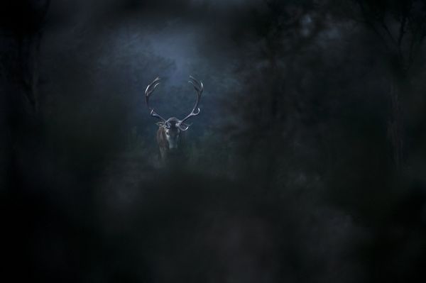Produktbild: Das Fl&uuml;stern der W&auml;lder