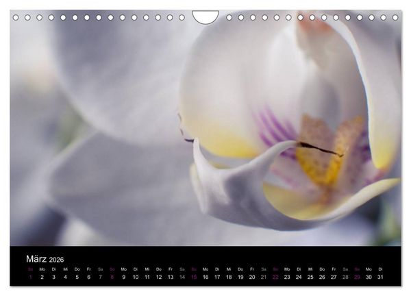Produktbild: Orchideen Tr&auml;ume (Wandkalender 2026 DIN A4 quer), CALVENDO Monatskalender