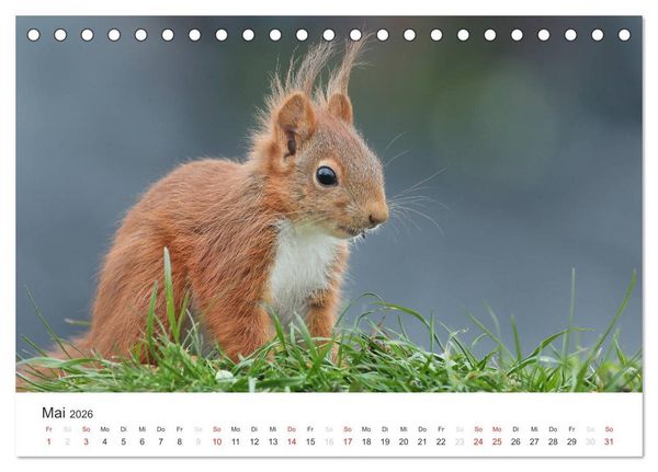 Produktbild: Eichh&ouml;rnchen Kinder (Tischkalender 2026 DIN A5 quer), CALVENDO Monatskalender