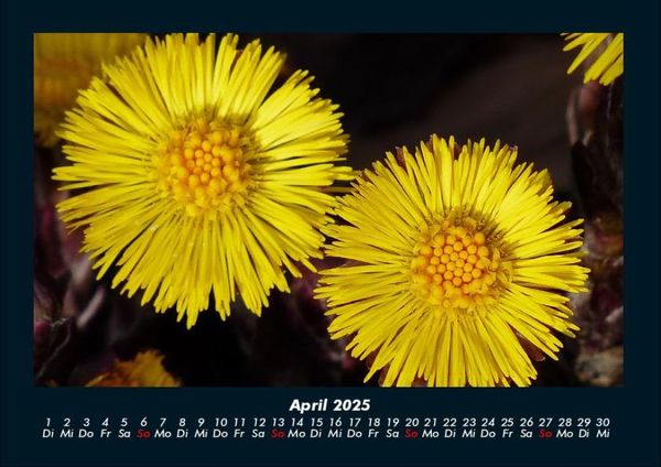 Produktbild: Blumenkalender 2025 Fotokalender DIN A4