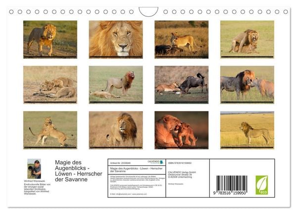 Produktbild: Magie des Augenblicks - L&ouml;wen - Herrscher der Savanne (Wandkalender 2026 DIN A4 quer), CALVENDO Monatskalender
