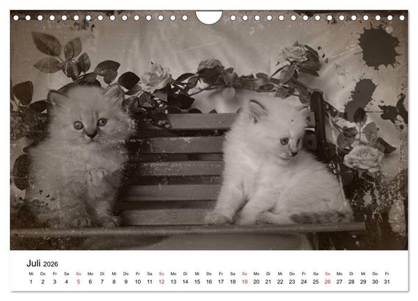 Produktbild: Oma's Katzenkalender 2026 (Wandkalender 2026 DIN A4 quer), CALVENDO Monatskalender