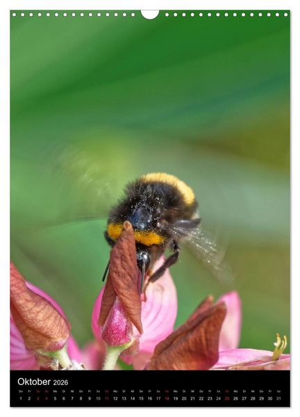 Produktbild: Bienen und Hummeln (Wandkalender 2026 DIN A3 hoch), CALVENDO Monatskalender