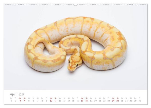 Produktbild: K&ouml;nigspythons - bunte Schlangen (Wandkalender 2027 DIN A2 quer), CALVENDO Monatskalender