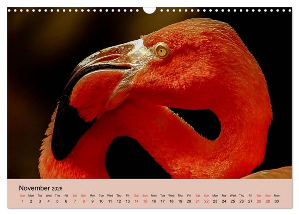 Produktbild: Just Flamingos (Wall Calendar 2026 DIN A3 landscape), CALVENDO 12 Month Wall Calendar