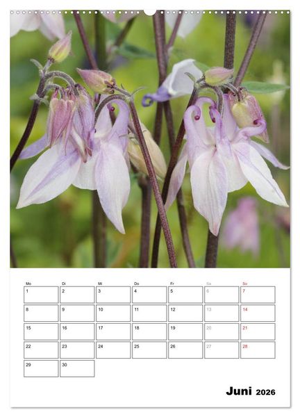 Produktbild: Zauberhafte Akeleien (hochwertiger Premium Wandkalender 2026 DIN A2 hoch), Kunstdruck in Hochglanz