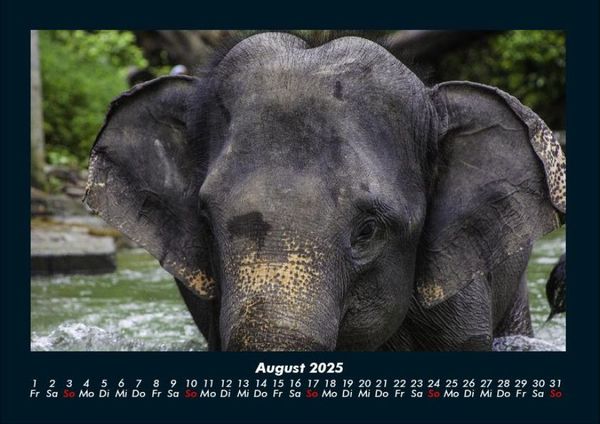 Produktbild: Elefanten 2025 Fotokalender DIN A4