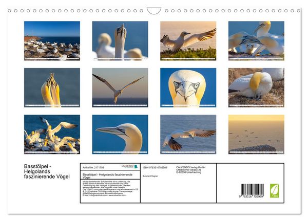 Produktbild: Basst&ouml;lpel - Helgolands faszinierende V&ouml;gel (Wandkalender 2026 DIN A3 quer), CALVENDO Monatskalender