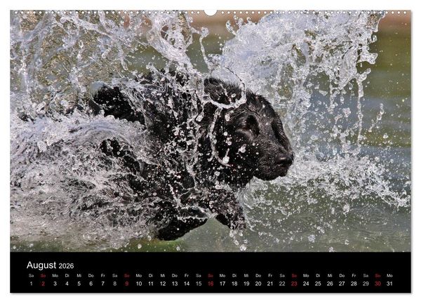 Produktbild: Flatcoated Retriever (Wandkalender 2026 DIN A2 quer), CALVENDO Monatskalender