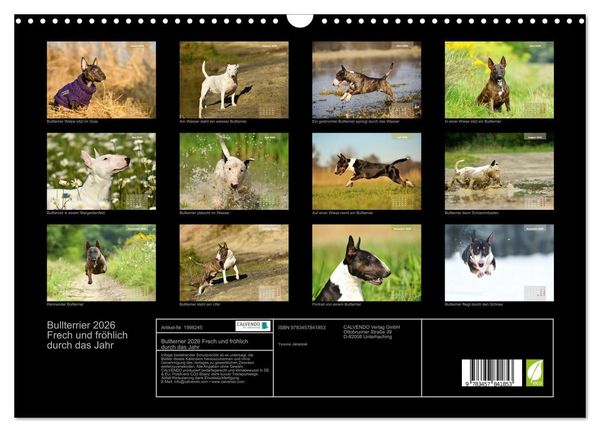 Produktbild: Bullterrier 2026 Frech und fr&ouml;hlich durch das Jahr (Wandkalender 2026 DIN A3 quer), CALVENDO Monatskalender