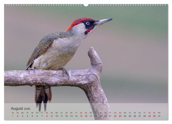 Produktbild: Fantastische Vogelwelt Slowenien (Wandkalender 2026 DIN A2 quer), CALVENDO Monatskalender