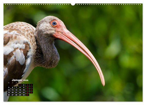 Produktbild: Floridas wunderbare Vogelwelt (hochwertiger Premium Wandkalender 2026 DIN A2 quer), Kunstdruck in Hochglanz