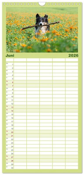 Produktbild: Familienplaner 2026 - Border Collies mit 5 Spalten (Wandkalender, 21 x 45 cm) CALVENDO