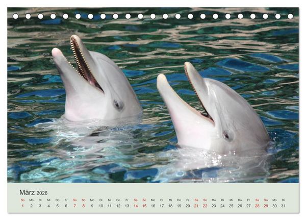 Produktbild: Die Welt der Delphine (Tischkalender 2026 DIN A5 quer), CALVENDO Monatskalender