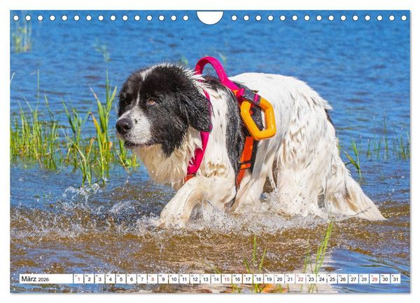 Produktbild: Landseer - Ein starker Freund auf 4 Pfoten (Wandkalender 2026 DIN A4 quer), CALVENDO Monatskalender