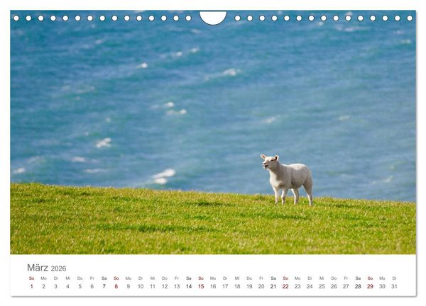 Produktbild: Schafe - Weich und wollig (Wandkalender 2026 DIN A4 quer), CALVENDO Monatskalender