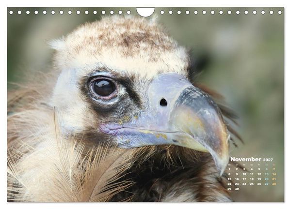 Produktbild: GEIERPORTR&Auml;TS (Wandkalender 2027 DIN A4 quer), CALVENDO Monatskalender