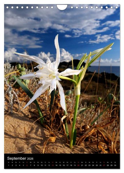 Produktbild: WILDBLUMEN (Wandkalender 2026 DIN A4 hoch), CALVENDO Monatskalender
