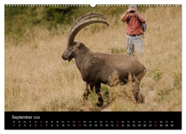 Produktbild: Steinwild in den Schweizer Voralpen (hochwertiger Premium Wandkalender 2026 DIN A2 quer), Kunstdruck in Hochglanz
