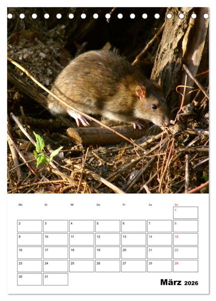 Produktbild: Heimische Wildtiere Terminplaner (Tischkalender 2026 DIN A5 hoch), CALVENDO Monatskalender