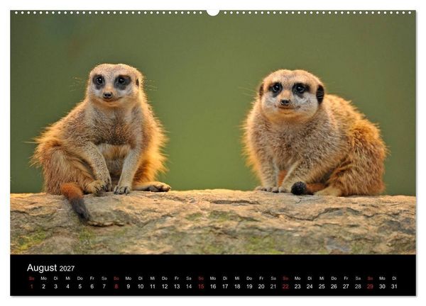Produktbild: Erdm&auml;nnchen - Tierkinder (Wandkalender 2027 DIN A2 quer), CALVENDO Monatskalender