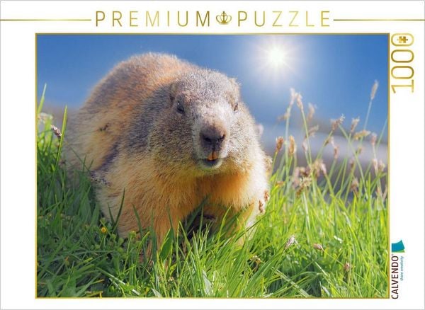 Produktbild: CALVENDO Puzzle Ein Motiv aus dem Kalender Gro&szlig;glockner, Alpen, Murmeltiere & mehr by VogtArt | 1000 Teile Lege-Gr&ouml;&szlig;e 64x48cm Foto-Puzzle f&uuml;r gl&uuml;cklic