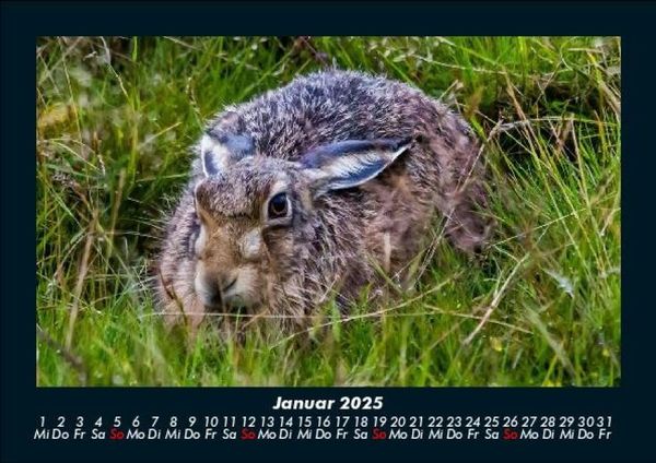 Produktbild: Waldbewohner 2025 Fotokalender DIN A5