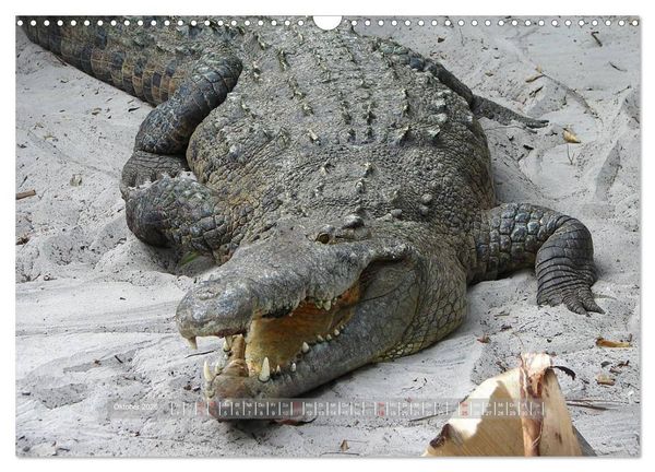 Produktbild: Krokodile & Alligatoren (Wandkalender 2026 DIN A3 quer), CALVENDO Monatskalender