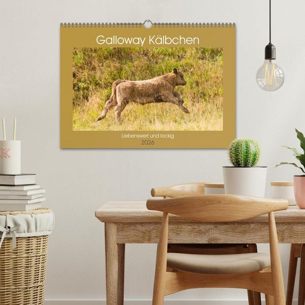 Produktbild: Galloway K&auml;lbchen - Liebenswert und lockig (Wandkalender 2026 DIN A3 quer), CALVENDO Monatskalender