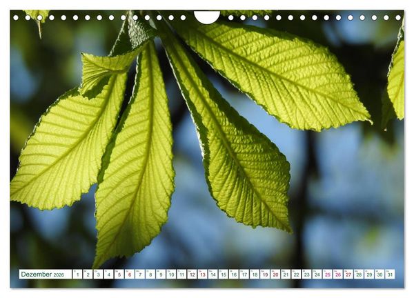 Produktbild: GR&Uuml;N . Die Kraft der Natur (Wandkalender 2026 DIN A4 quer), CALVENDO Monatskalender
