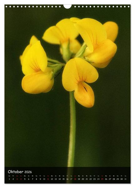 Produktbild: Alpenblumen 2026 (Wandkalender 2026 DIN A3 hoch), CALVENDO Monatskalender