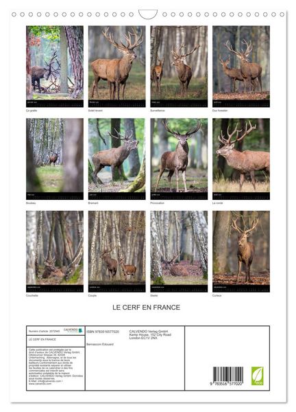 Produktbild: LE CERF EN FRANCE (Calendrier mural 2026 DIN A3 horizontal), CALVENDO calendrier mensuel