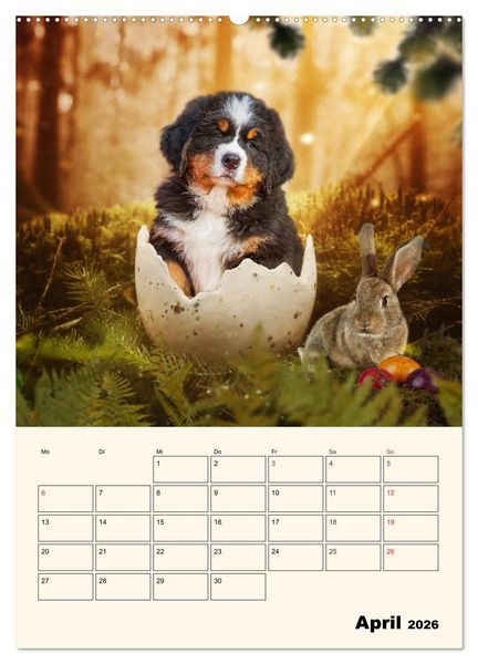 Produktbild: Traumhaft sch&ouml;n - Der Berner Sennenhund (Wandkalender 2026 DIN A2 hoch), CALVENDO Monatskalender